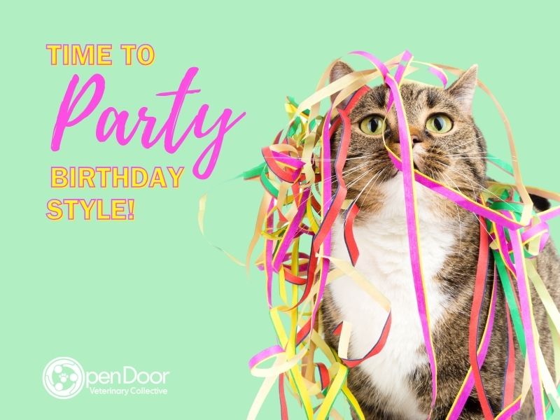 An eCard of a cat covered in confetti that says: Time to Party Birthday Style!